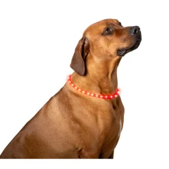 Pet Comfort LED hondenhalsband 2 kleuren assorti